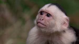 Manu Zapata_El cine (de estreno) fácil de leer_vivazapata.net_el mono portador