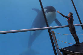 Manu Zapata_El cine (de estreno) fácil de leer_vivazapata.net_con la orca