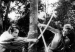 Manu Zapata_El cine (de estreno) fácil de leer_vivazapata.net_RASHOMON_Toshiro Mifune, Tajomaru lucha contra el señor&nbsp;feudal